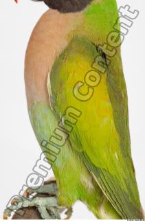 Parrot Psittacula alexandri 0009